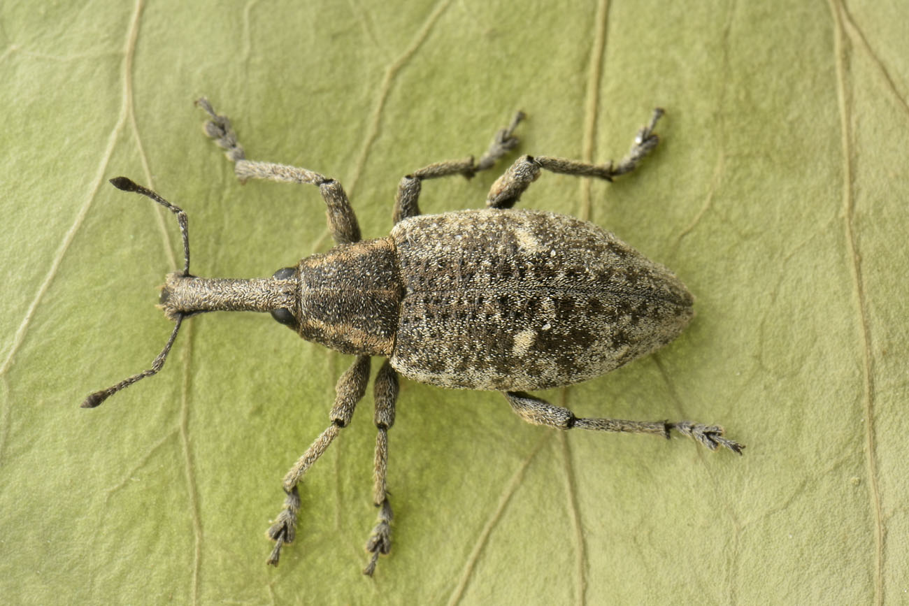 Curculionidae: Lepyrus palustris?